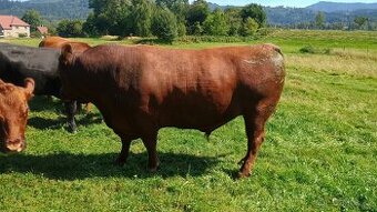 Plemenný býk Aa red