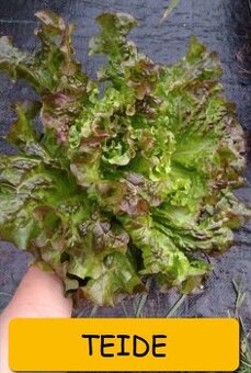 Semínka saláty, rukola, kozlíček - různé druhy