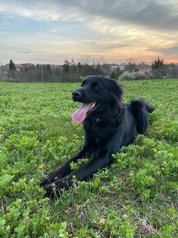 Pejsek Ziggy mix