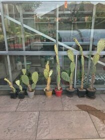 Daruji kaktusy opuncie