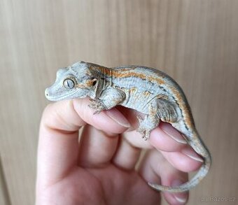 Rhacodactylus auriculatus (Pagekon hrbolkohlavý) 1,0
