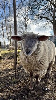 Koupím Berana nejlépe suffolk