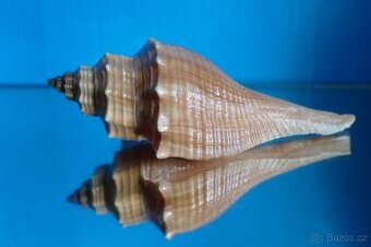Brunneifusus carinifer