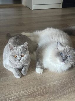 Ragdoll kocour a britská kočka s PP - 1