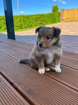Štěňátko šeltie / sheltie s PP pejsek