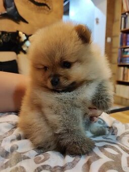 Predám fenku - pomeranian/nemecký špic