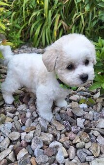 Štěňátka bišonek - bichon frisé s PP - 1