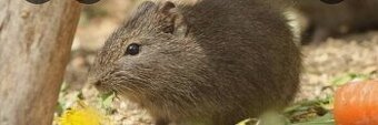 Poptávám Morče divoké- Cavia Aperea