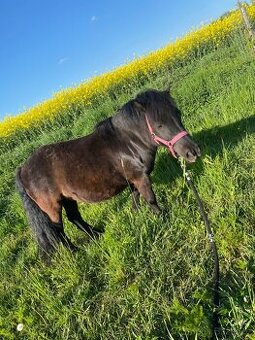Pony
