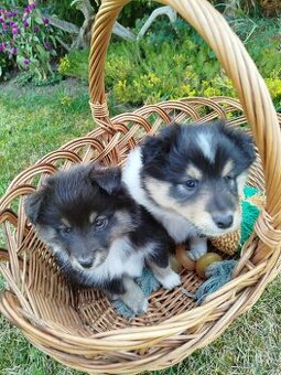 Šeltie / sheltie štěně s PP z Pozdeňské vísky