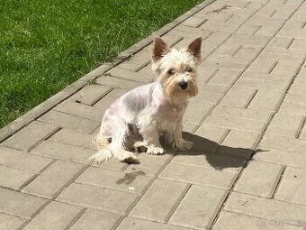Jorkšírský teriér, Yorkshire terrier s pp
