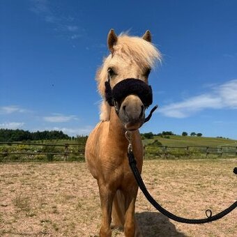 Poník Welsh part - bred WPB