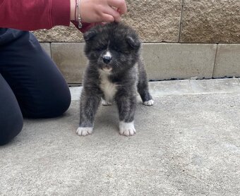 Štěňátka plemene Akita Inu s FCI & AKIHO rodokmenem