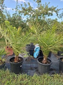 Palma datlovník kanárský 2ks