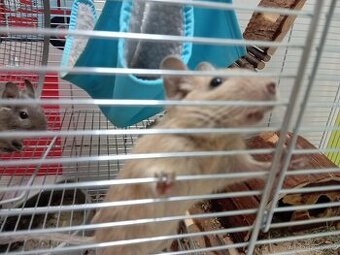 Osmák degu