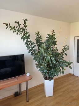 Vzrostlý fíkus (Ficus elastica) 230 cm