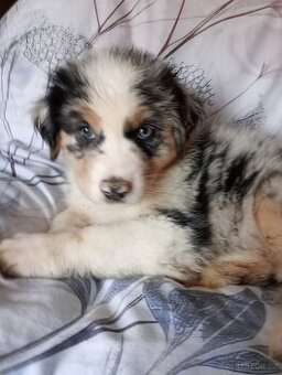 Rezervace Australský ovčák bez PP fenka (modrý obojek) - 1