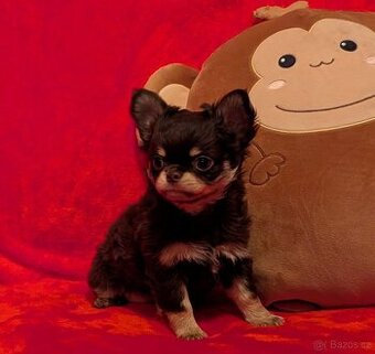 Čivava dlouhosrstá s PP- fenky a pejsci