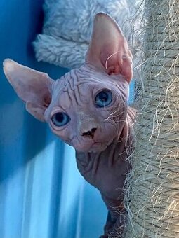 Kanadský sphynx s průkazem původu