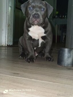 American Bully XL