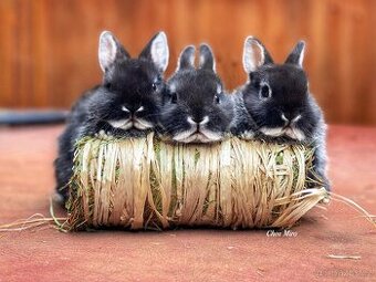 Zakrslý králíček- bílopesíkatý černý s PP