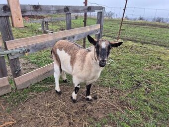 Prodám kozu kříženec Holandské kozy