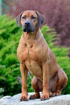 Rhodeský ridgeback s PP