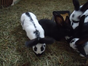 Německý obrovitý strakáč