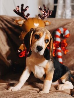 Bígl trikolor, štěňátka