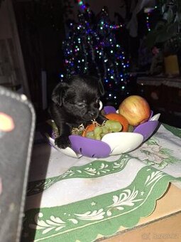 Čivava krátkosrstá