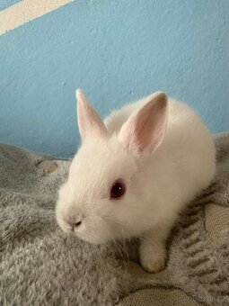 Zakrslý králík - 1