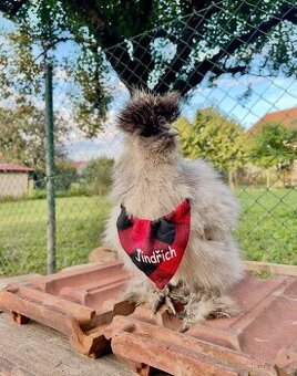 Kohout hedvábničky