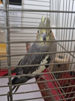 Prodám Korelu chocholatou (šedá)