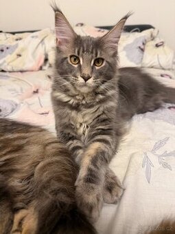 Koťata plemene mainská mývalí kočka jsou připravena k odběru