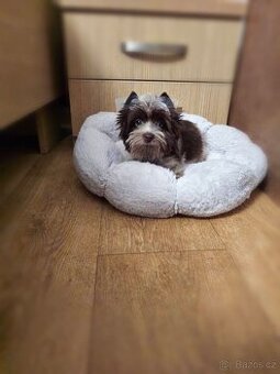 Fenka jorkširka , jorkšírský teriér