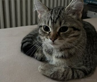 Nabizím britská  whiskas kotata