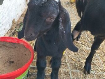 AN kozlík po elitní matce