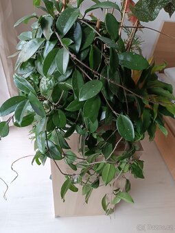 Hoya