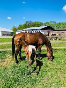 Kobyla appaloosa a letošní hříbě