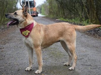 BALIANA K ADOPCI - PŘÁTELSKÉ ZLATÍČKO