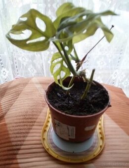 Pokojová Monstery Monkey Leaf - 1