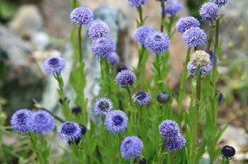 Koulenka prodloužená-Globularia bisnagarica 400 semen 50 Kč