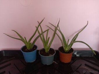 Sazenice sazeničky Aloe Vera pravá