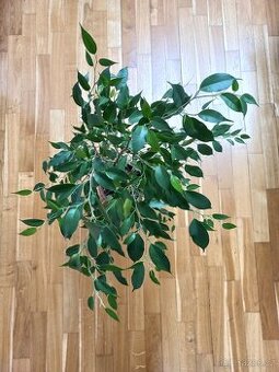 Ficus benjamina - 1