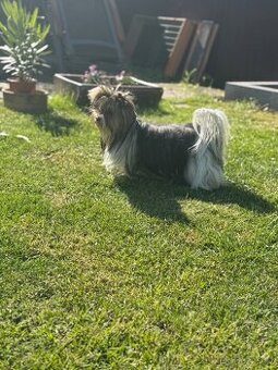 Biewer terrier