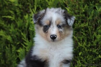 Sheltie pejsek s PP - 1