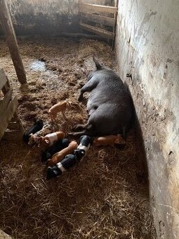 Duroc prasnice s 9 selaty