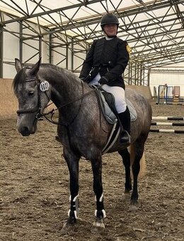 kobylka welsh pard bred