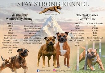 Stafordšírský bulteriér s PP