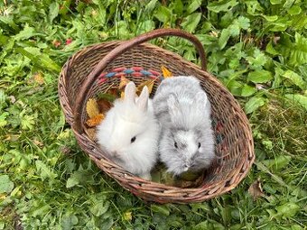 Zakrslý králík - Miminka zakrslého králíčka